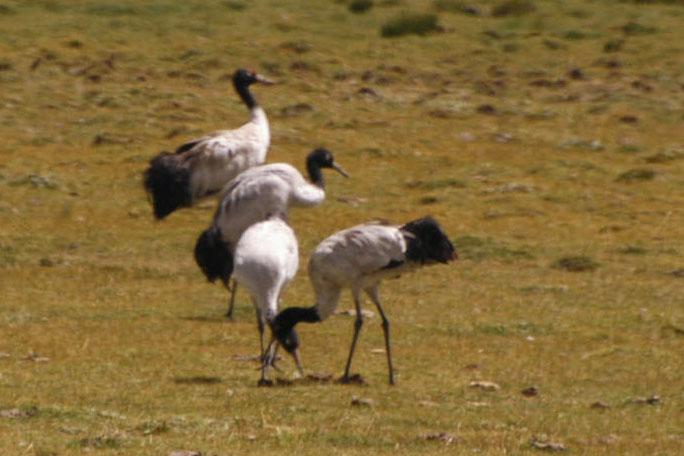 TIBET SEPT2008-270.JPG